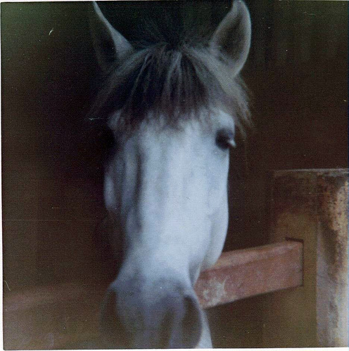 3825795829_96f4aee475